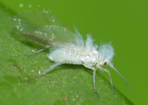 Réf. 324 098 : Phyllaphis fagi